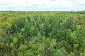 Woods View